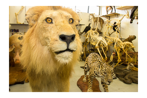 museu de taxidermia 